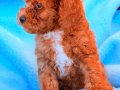 Kıvırcık Kızıl Poodle Yavruları 