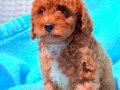 Kıvırcık Kızıl Poodle Yavruları 