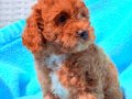 Kıvırcık Kızıl Poodle Yavruları 