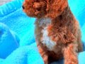 Kıvırcık Kızıl Poodle Yavruları 