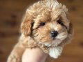 En Sevimli Maltipoo Yavrularımız
