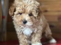 En Sevimli Maltipoo Yavrularımız