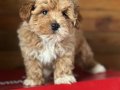 En Sevimli Maltipoo Yavrularımız
