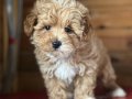 En Sevimli Maltipoo Yavrularımız