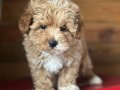 En Sevimli Maltipoo Yavrularımız