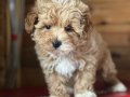 En Sevimli Maltipoo Yavrularımız