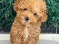 Güzelliğin Böylesi Maltipoo Yavrumuz 