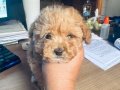 Güzelliğin Böylesi Maltipoo Yavrumuz 