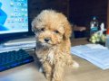 Güzelliğin Böylesi Maltipoo Yavrumuz 