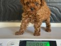 mini poodle yavrular