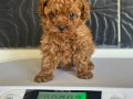 mini poodle yavrular