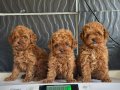 mini poodle yavrular