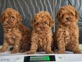 mini poodle yavrular