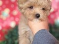 maltipoo yavrumuz 