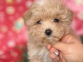 maltipoo yavrumuz 