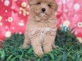 maltipoo yavrumuz 