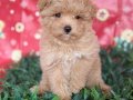 maltipoo yavrumuz 