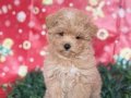maltipoo yavrumuz 