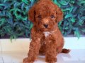 Mini Poodle Yavrumuz 