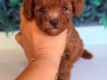 Mini Poodle Yavrumuz 