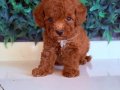 Mini Poodle Yavrumuz 