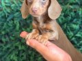 Dachshund en popüler ırk 