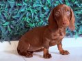 Dachshund en popüler ırk 