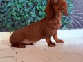 Dachshund en popüler ırk 