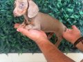 Dachshund en popüler ırk 