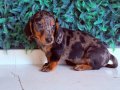 Dachshund en popüler ırk 