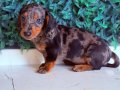 Dachshund en popüler ırk 