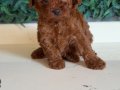 Kore tip mini poodle 