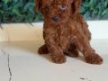 Kore tip mini poodle 