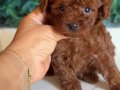 Kore tip mini poodle 