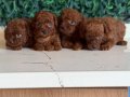 Kore tip mini poodle 