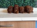Kore tip mini poodle 
