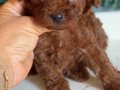 Kore tip mini poodle 