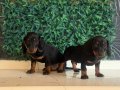 Dachshund dünyanın  en popüler ırkı
