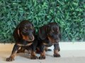 Dachshund dünyanın  en popüler ırkı