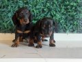 Dachshund dünyanın  en popüler ırkı