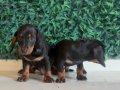 Dachshund dünyanın  en popüler ırkı