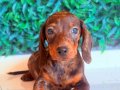 Çikolata Merle Mini Dachshund 