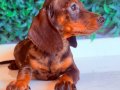 Çikolata Merle Mini Dachshund 