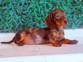 Çikolata Merle Mini Dachshund 
