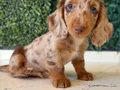 Mini Daksund Merle 