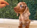 Mini Daksund Merle 