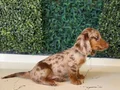 Mini Daksund Merle 