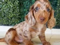 Mini Daksund Merle 