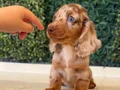 Mini Daksund Merle 