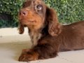 LONGHAİR DACHSHUND SON YAVRUMUZ 